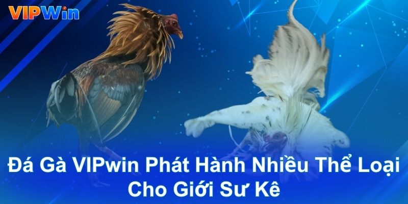 Đá gà VIPwin phát hành nhiều thể loại cho giới sư kê