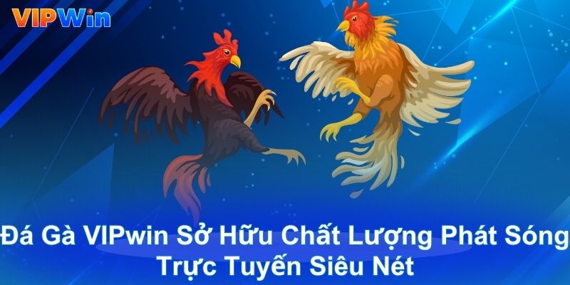 Đá gà VIPwin sở hữu chất lượng phát sóng trực tuyến siêu nét